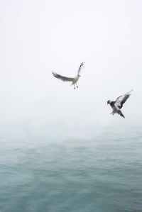 pigeon and seagull flying above body of water